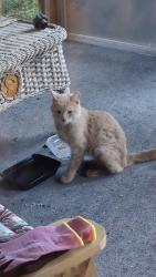 Found/Stray Male Cat last seen Behind the Joannas across from Kroger, Howell, MI 48843