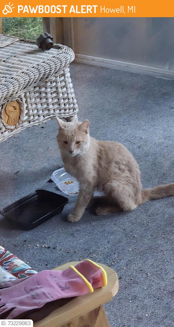 Found/Stray Male Cat last seen Behind the Joannas across from Kroger, Howell, MI 48843