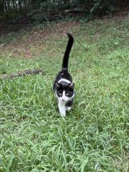 Found/Stray Unknown Cat last seen Lakeview Dr NW, Conyers Georgia 30012, Conyers, GA 30013
