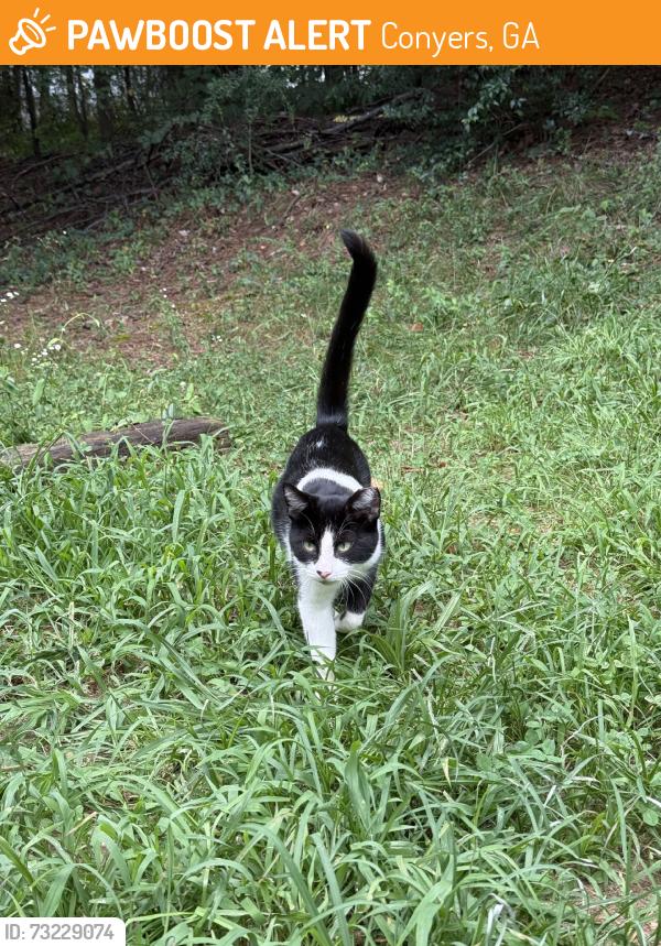 Found/Stray Unknown Cat last seen Lakeview Dr NW, Conyers Georgia 30012, Conyers, GA 30013