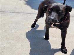 Shelter Stray Male Dog last seen , 957 N Gaffey St, San Pedro, CA 90731, USA