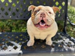 Shelter Stray Female Dog last seen , 957 N Gaffey St, San Pedro, CA 90731, USA