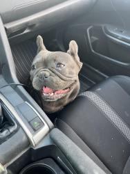 Reunited Male Dog last seen Stetson, Hemet, CA 92544