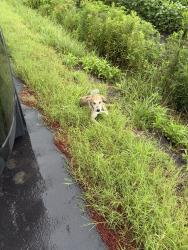 Found/Stray Male Dog last seen Hemingway Rd, Loris, SC 29569