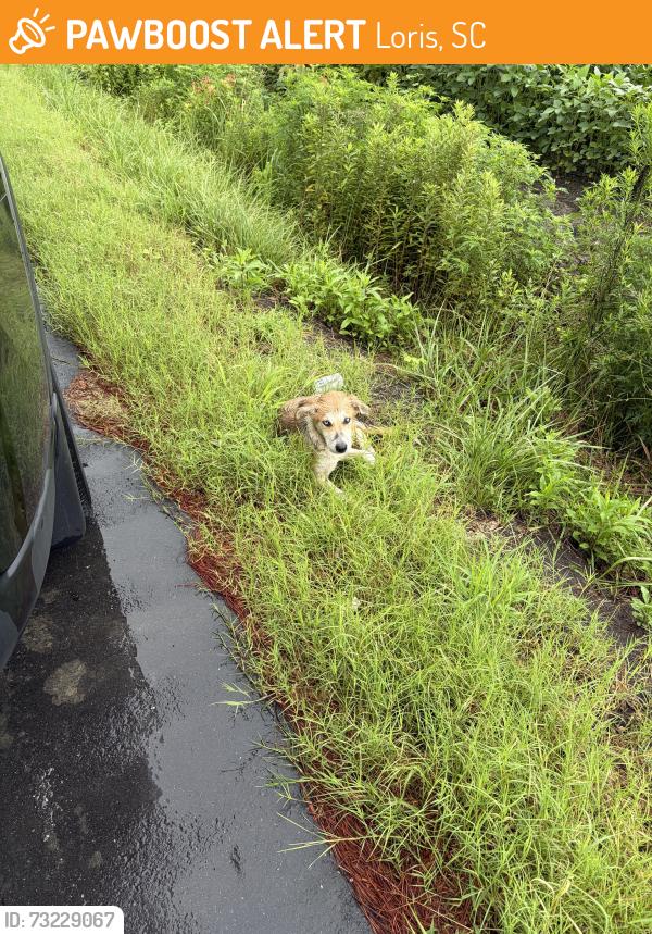 Found/Stray Male Dog last seen Hemingway Rd, Loris, SC 29569