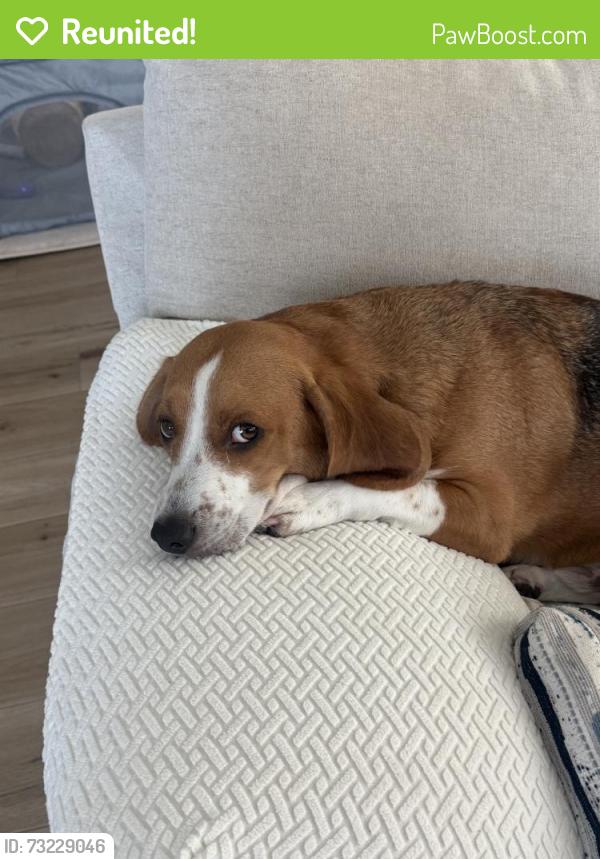 Reunited Male Dog last seen Quail Creek Ln, Wildomar, CA 92595, USA, Wildomar, CA 92595