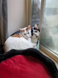 Lost Male Cat last seen Rifle Club Road and Old Fort Drive, Spokane, WA 99208