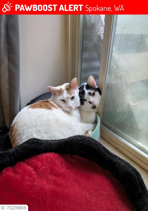Lost Male Cat last seen Rifle Club Road and Old Fort Drive, Spokane, WA 99208