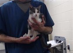Shelter Stray Female Cat last seen Near BLOCK S MEADE ST, DENVER CO 80219, 1241 W Bayaud Ave, Denver, CO 80223, USA
