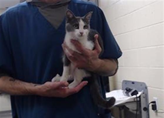 Shelter Stray Female Cat last seen Near BLOCK S MEADE ST, DENVER CO 80219, 1241 W Bayaud Ave, Denver, CO 80223, USA
