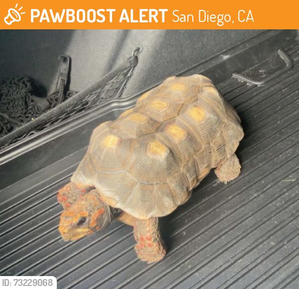 Found/Stray Unknown Reptile last seen 4S Ranch Parkway and Lone Quail Road, San Diego, CA 92127