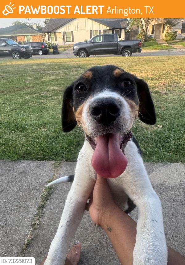Found/Stray Male Dog last seen Cheddar ct, Arlington, TX 76017