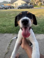 Found/Stray Male Dog last seen Cheddar ct, Arlington, TX 76017
