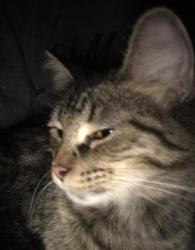 Lost Male Cat last seen 58th South Richmond and 58th S Sacramento, Chicago, IL 60629