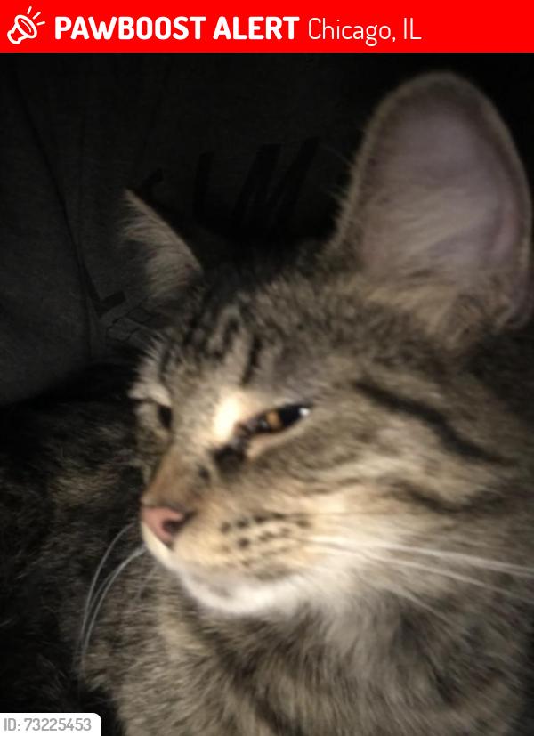 Lost Male Cat last seen 58th South Richmond and 58th S Sacramento, Chicago, IL 60629