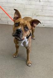Shelter Stray Female Dog last seen Near BLOCK S PINE AVE, 333 Chandler Pl, San Bernardino, CA 92408, USA