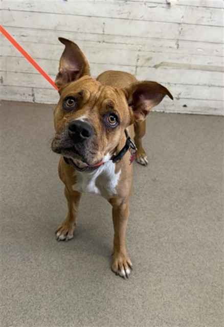 Shelter Stray Female Dog last seen Near BLOCK S PINE AVE, 333 Chandler Pl, San Bernardino, CA 92408, USA