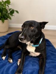 Shelter Stray Female Dog last seen , 38550 Sierra Hwy, Palmdale, CA 93550, USA