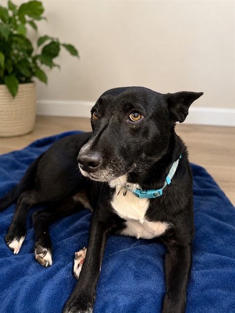 Shelter Stray Female Dog last seen , 38550 Sierra Hwy, Palmdale, CA 93550, USA