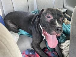 Found/Stray Male Dog last seen 52nd and Rosslyn, Indianapolis, IN 46220