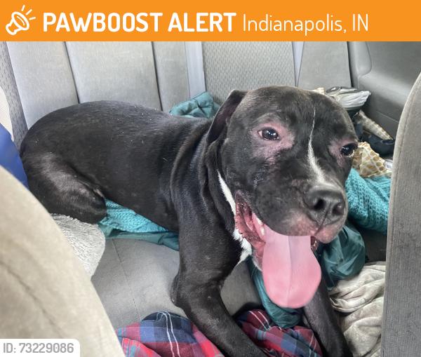Found/Stray Male Dog last seen 52nd and Rosslyn, Indianapolis, IN 46220