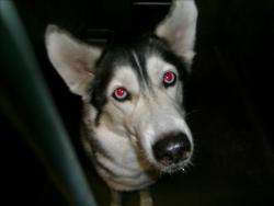 Shelter Stray Female Dog last seen , 14409 Vanowen St, Van Nuys, CA 91405, USA