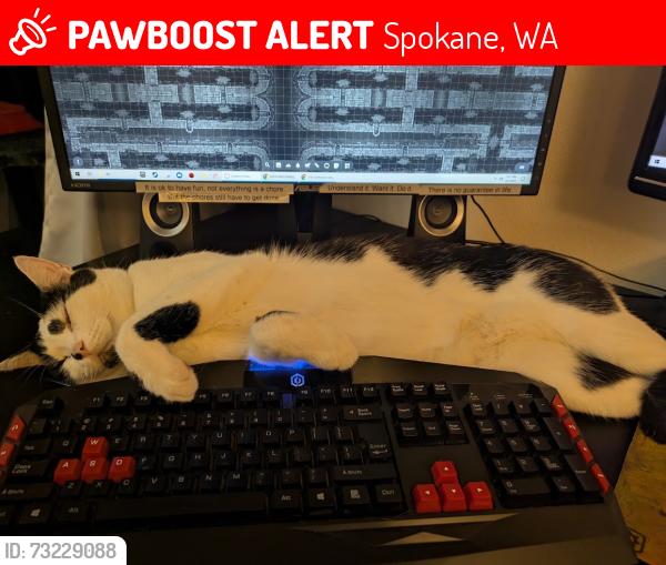 Lost Male Cat last seen Rifle Clube Road and Old Fort Drive, Spokane, WA 99208
