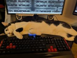 Lost Male Cat last seen Rifle Clube Road and Old Fort Drive, Spokane, WA 99208