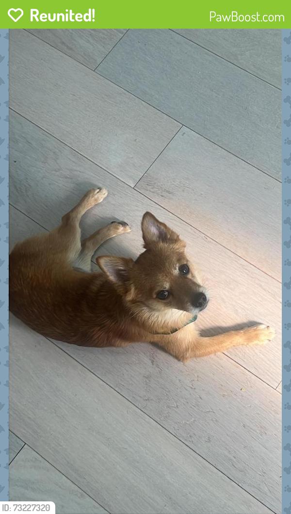 Reunited Male Dog last seen Lake underhill rd, Orlando, FL 32807