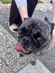 Reunited Male Dog last seen Calle de Stuarda @ Calle de Farrar, San Jose, CA 95118