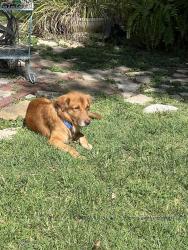 Reunited Male Dog last seen Madison Street between Beauregard and Sheridan, San Antonio, TX 78204