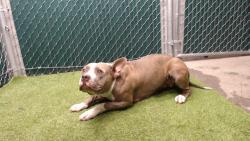 Shelter Stray Female Dog last seen , 11258 Garfield Ave, Downey, CA 90242, USA