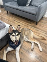 Lost Male Dog last seen Humboldt & Packard, San Antonio, TX 78211