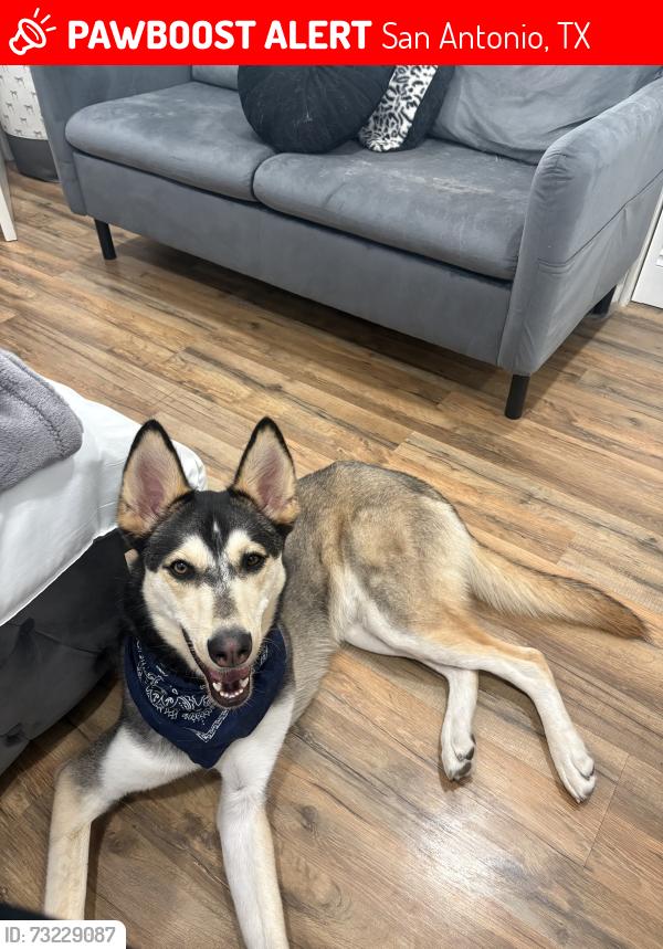 Lost Male Dog last seen Humboldt & Packard, San Antonio, TX 78211