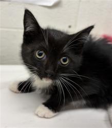 Shelter Stray Female Cat last seen HILLTOP DR AND JICAMA WAY, 130 Beyer Way, Chula Vista, CA 91911, USA