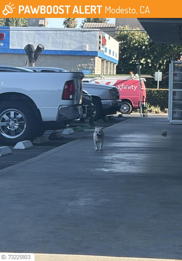 Found/Stray Male Dog last seen Coffee and East Orangeburg, Modesto, CA 95355