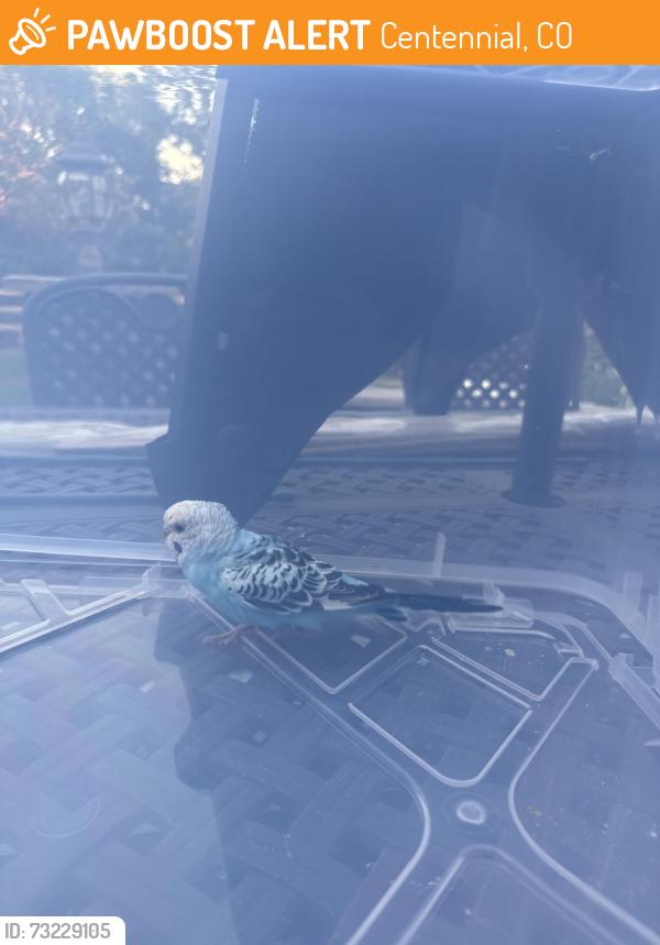 Found/Stray Unknown Bird last seen Holly and dry creek, Centennial, CO 80121
