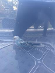 Found/Stray Unknown Bird last seen Holly and dry creek, Centennial, CO 80121