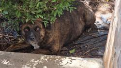 Reunited Male Dog last seen Kingfisher Dr & Running River, Fort Worth, TX 76131