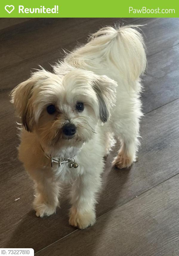 Reunited Female Dog last seen Dunham Rd Maple Hts, Maple Heights, OH 44137