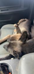 Found/Stray Male Dog last seen Salem, sc, Salem, SC 29676