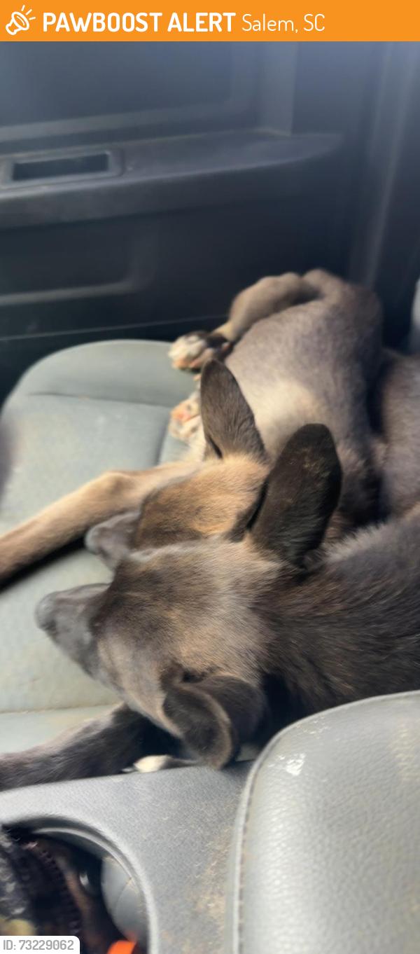 Found/Stray Male Dog last seen Salem, sc, Salem, SC 29676