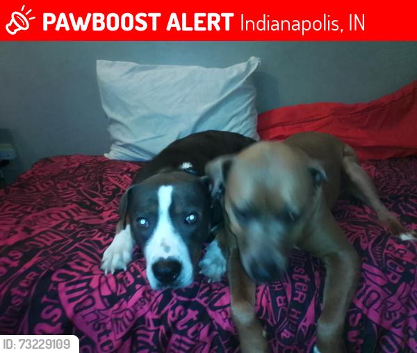 Lost Male Dog last seen Near West Mooresville road Minneapolis Indiana, Indianapolis, IN 46221