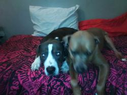 Lost Male Dog last seen Near West Mooresville road Minneapolis Indiana, Indianapolis, IN 46221