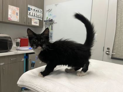 Shelter Stray Male Cat last seen 56th and Olive, KCMO, 64130, 64130, MO, 7077 Elmwood Ave, Kansas City, MO 64132, USA