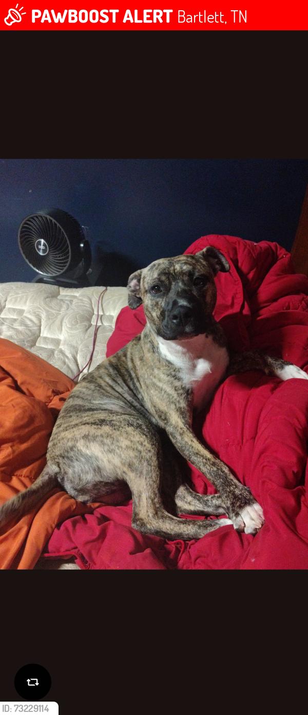 Lost Female Dog last seen Hwy70 and Germantown Rd, Bartlett, TN 38002