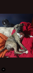 Lost Female Dog last seen Hwy70 and Germantown Rd, Bartlett, TN 38002