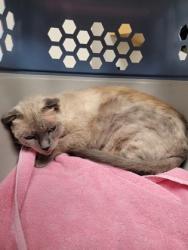 Shelter Stray Female Cat last seen Near GREENBACK LN, Citrus Heights, CA, 6201 Florin Perkins Rd, Sacramento, CA 95828, USA