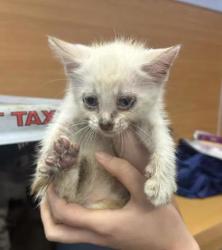 Shelter Stray Male Cat last seen Near Angie Dr, Tucker, GA 30084, 30084, GA, 3280 Chamblee Dunwoody Rd, Chamblee, GA 30341, USA