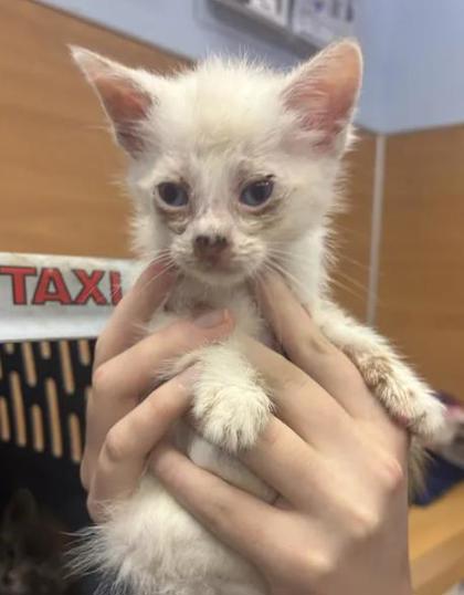 Shelter Stray Female Cat last seen Near Angie Dr, Tucker, GA 30084, 30084, GA, 3280 Chamblee Dunwoody Rd, Chamblee, GA 30341, USA